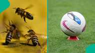 Pitch Invasion: Football match delayed as bees take over field, video