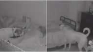 Video captures moment loyal dog checks up on owner's sleeping kids at night to make sure they're okay