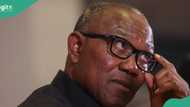 2027 presidency: APC chieftain speaks on Peter Obi's potential return to PDP