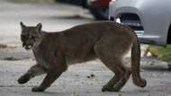 Brave mother confronts lion, fights the wild animal with her bare hands until it leaves her child alone