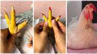 "She is 5 years old": Lady spends money on her pet chicken, takes it to spar like human being