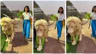 "You better be careful": Beautiful lady holds a lion with chain and walks on the road, video emerges on TikTok