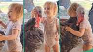 "It Has Home Training": Baby plays with giant turkey, hugs it like human being, video goes viral