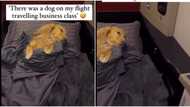 "VIP means very important pet": Man posts video of rich dog travelling in business class, flight video trends