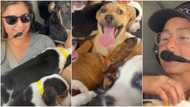 26-year-old lady commended after flying 27 dogs to another state to ensure their safety, video warms hearts
