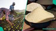 Farmers name those responsible for rice selling above N80,00 per bag
