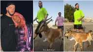 Sallah: "Send cow to your in-laws" - DJ Cuppy's Oyinbo lover shows off goat he bought in Dubai, shares video