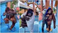 "I'm impressed": Reactions as cute video shows moment orangutan bathes & cleans body with towel