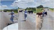 Lady gets down from car, chases cows blocking the road, her lover stays back & laughs in trending video