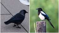 Smartest bird: top 10 most intelligent species in the world