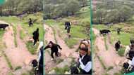 Moment 4 ladies ran for their lives as cow chased them goes viral, video amuses people