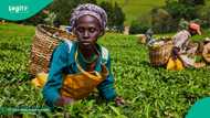 Nigeria's Agritech Startups Win $40,000 in AYuTe Africa Challenge