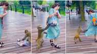 Daylight robbery: Video shows embarrassing moment monkey took lady's bag after dragging her dress in public