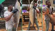 "They are very expensive": Nigerian fish farmer showcases dotted stingray, sea crocker, shiny nose
