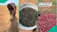 Onion farmer gets bountiful harvest after months of hard work, shows what the seeds look like