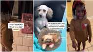 "That's not Koko": Cute 5-year-old girl cries bitterly in video after her mum shaved her puppy's hair