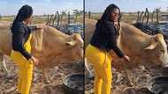 "Sweet and beautiful shape": Curvy lady with lovely body feeds her cow, video goes viral on TikTok