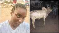 How I made N10m buying cows from the north and selling to Bayelsa, Port Harcourt, others - Nigerian lady reveals business secrets (photos)