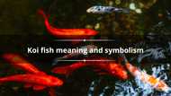 Koi fish meaning: what are they meant to represent?