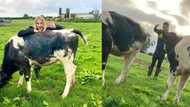 Oyinbo farmer proposes to girlfriend by using his cows to deliver the message to her