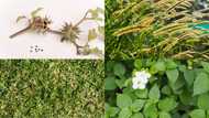 Common weeds and their scientific names with pictures in Nigeria