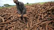 Discover the leaders of cassava production in Nigeria