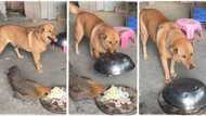 "No need to fight": Dog smartly covers food to prevent hen from eating it, video trends on TikTok