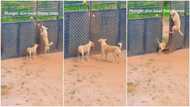 Smart dogs sneak out of the house, 1 opens gate as they go into street, abandon owner at home