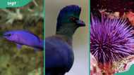 40 striking purple animals: explore the lavender legends in nature