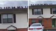 18 strange birds hold meeting on a lady's roof, she goes into prayer, casting & binding until they all leave
