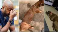 "This is wickedness": Nigerian man laments over the state of his dog he left with a friend, shares photos