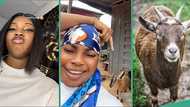 Nigerian lady reacts landlady's goat follows her to bus stop, video captures attention on TikTok