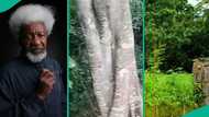 Journalist who entered Wole Soyinka's forest home displays scary inscriptions he saw along pathway