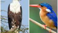 Main types of birds in Nigeria