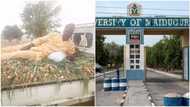 Nigerian university professor harvests onions from his farm, shows them off as he lies on it in viral photo