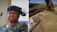 Nigeria, other African countries hit hard as Russia terminates Ukraine grain export, gives tough conditions