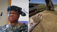 Nigeria, other African countries hit hard as Russia terminates Ukraine grain export, gives tough conditions