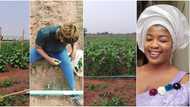 Nigerian lady shows off sweet corn farm, surprises people that didn't believe in her