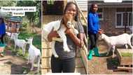 "They are so friendly": Lady who owns plenty goats shows how she talks to them, video goes viral