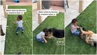 "Lovely German shepherd": Dog saves baby from eating dirt, "swallows it" & moves away in video