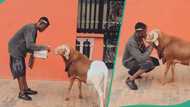 Nigerian man takes care of his big ram, becomes emotional ahead of Sallah