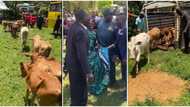 "This is how we do it": Man storms his wedding with 21 cows, treats his wife like queen in viral video