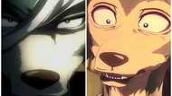 Beastars : la saison 3 sera la dernière de la célèbre série d'animation