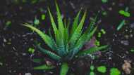 Benefits of Aloe Vera on face overnight: a simple beauty secret