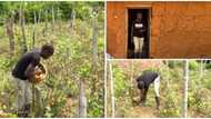 Meet Bose, a Nigerian graduate who left her office work in the city to start life as a farmer in the village