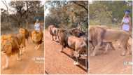 "You add juju": Trending video of pretty lady walking 3 lions stirs massive reactions on TikTok