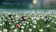Opium farming takes root in Myanmar's war-wracked landscape