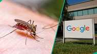Google seeks permission to release 32 million mosquitoes, gives reason