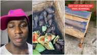 "I wan try my luck": Nigerian man invests his money into snail farming, shares video