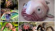 Scary animals: 20 creepy creatures from your worst nightmares